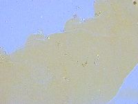 Paramacrobiotus areolatus image