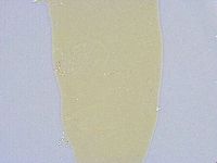 Paramacrobiotus areolatus image