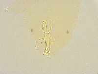 Paramacrobiotus areolatus image