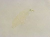 Paramacrobiotus areolatus image