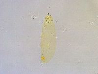 Paramacrobiotus areolatus image