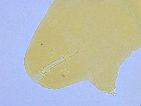 Paramacrobiotus areolatus image