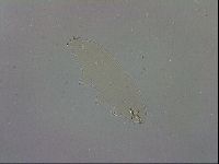 Paramacrobiotus areolatus image