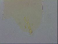 Paramacrobiotus areolatus image