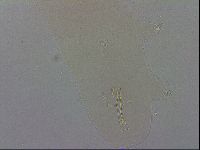 Paramacrobiotus areolatus image