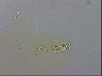 Paramacrobiotus areolatus image