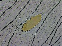 Paramacrobiotus areolatus image