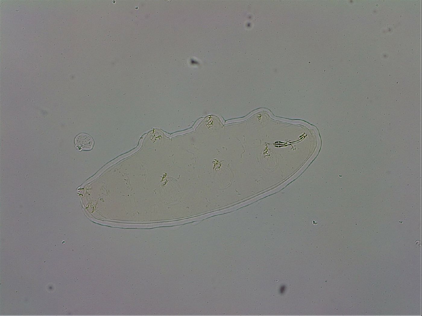 Paramacrobiotus areolatus image