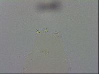 Paramacrobiotus areolatus image