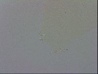 Paramacrobiotus areolatus image
