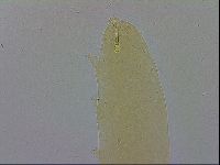 Paramacrobiotus areolatus image