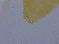 Paramacrobiotus areolatus image