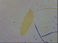 Paramacrobiotus areolatus image