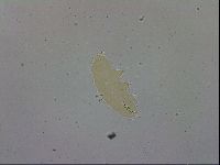 Paramacrobiotus areolatus image