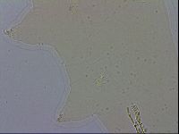 Paramacrobiotus areolatus image
