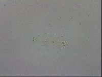 Paramacrobiotus areolatus image
