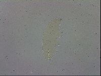 Paramacrobiotus areolatus image