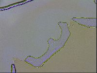 Paramacrobiotus areolatus image