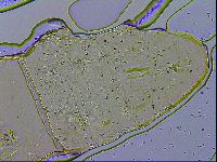 Paramacrobiotus areolatus image