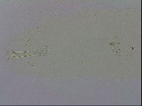 Paramacrobiotus areolatus image