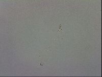 Paramacrobiotus areolatus image