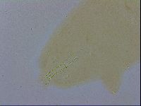 Paramacrobiotus areolatus image
