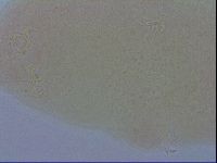Paramacrobiotus areolatus image