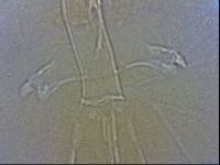 Paramacrobiotus areolatus image