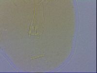 Paramacrobiotus areolatus image