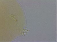 Paramacrobiotus areolatus image