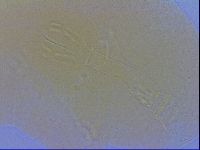 Paramacrobiotus areolatus image