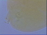 Paramacrobiotus areolatus image