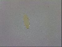 Paramacrobiotus areolatus image