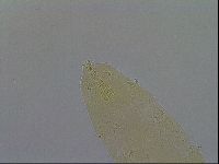 Paramacrobiotus areolatus image