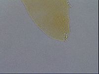Paramacrobiotus areolatus image