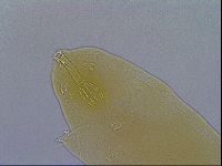Paramacrobiotus areolatus image