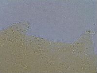 Paramacrobiotus areolatus image
