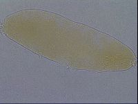 Paramacrobiotus areolatus image