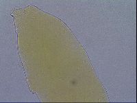 Paramacrobiotus areolatus image