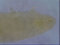 Paramacrobiotus areolatus image
