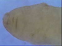 Paramacrobiotus areolatus image