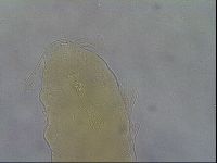 Paramacrobiotus areolatus image