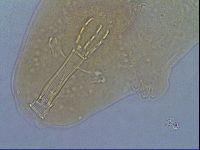 Paramacrobiotus areolatus image