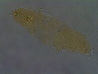 Paramacrobiotus areolatus image