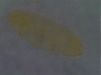 Paramacrobiotus areolatus image