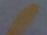 Paramacrobiotus areolatus image