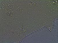 Paramacrobiotus areolatus image