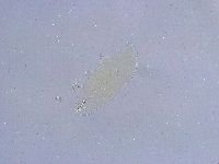 Dactylobiotus dispar image