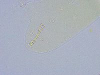 Dactylobiotus dispar image