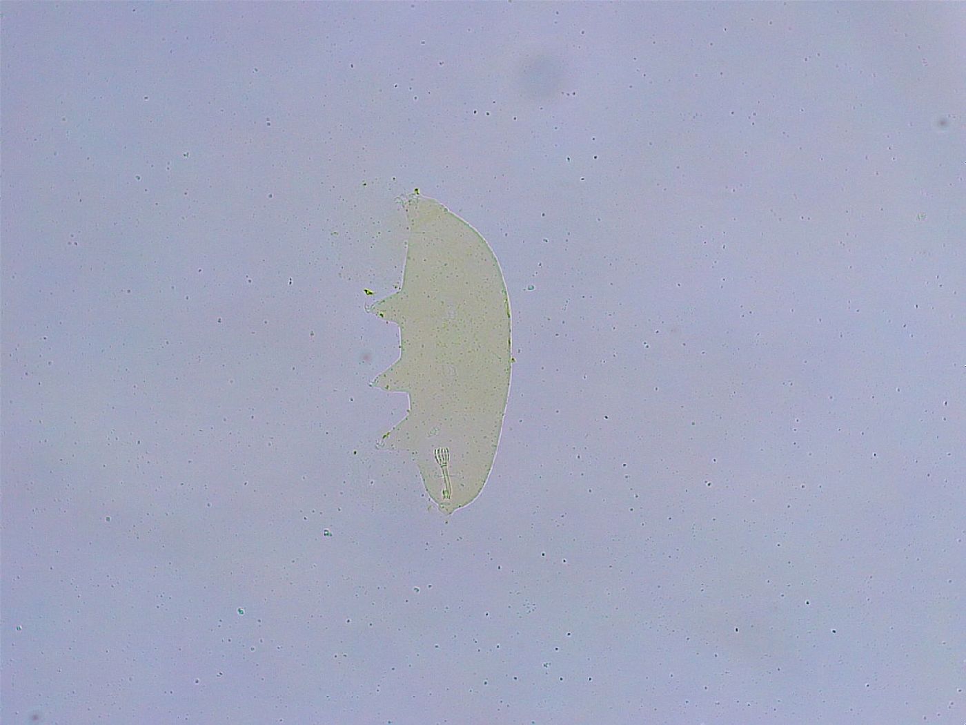 Dactylobiotus dispar image